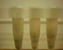 Three tubes with homogenized mouse femur.