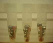 Three tubes with unhomogenized mouse femur.