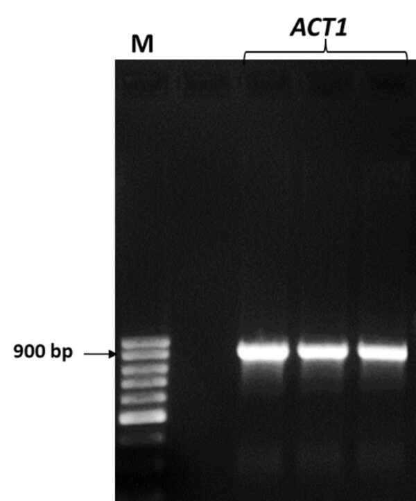 precisionpak-dna-pcr-data - Next Advance - Laboratory Instruments